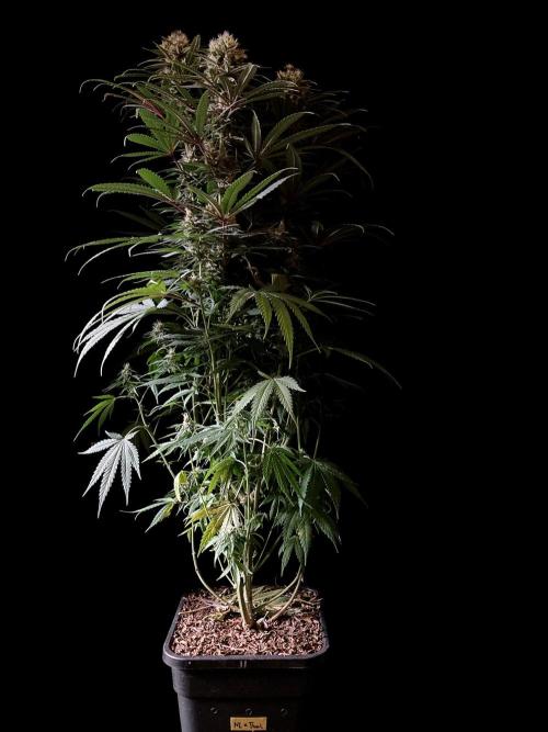 3M 🍁 NL x Thai. Week 12