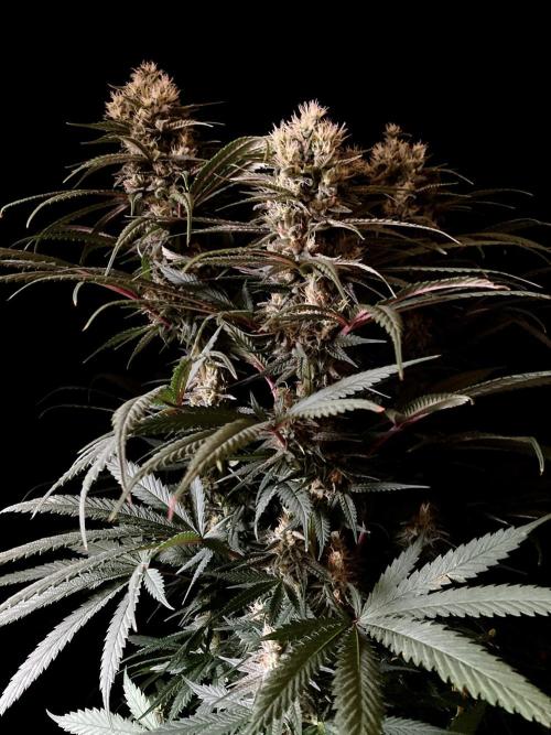 3M 🍁 NL x Thai. Week 12