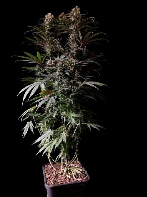 3M 🍁 NL x Thai. Week 12