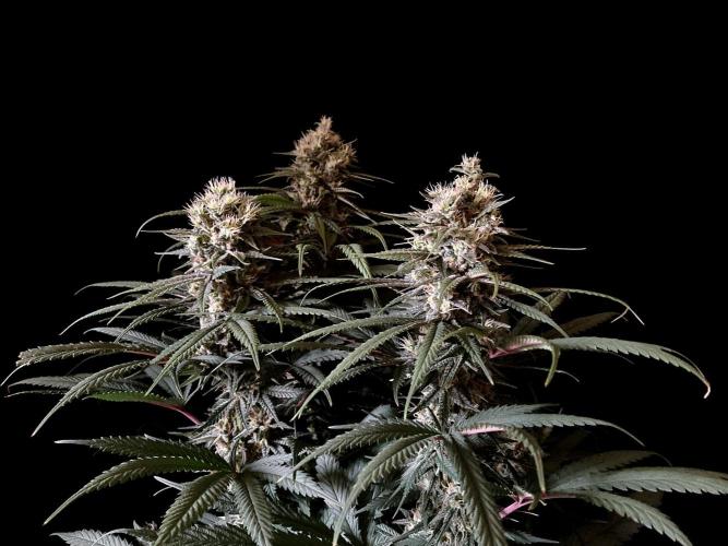 3M 🍁 NL x Thai. Week 12