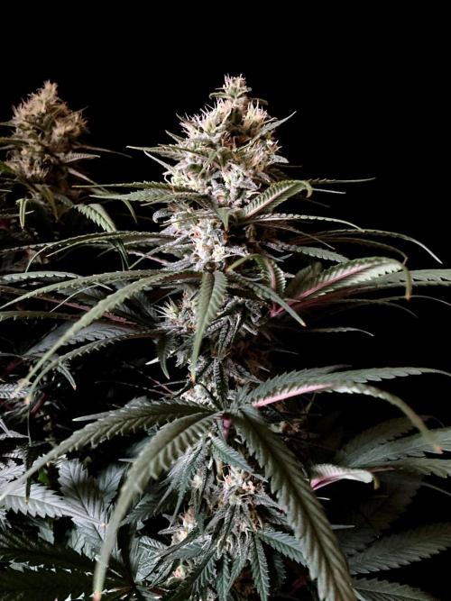 3M 🍁 NL x Thai. Week 12