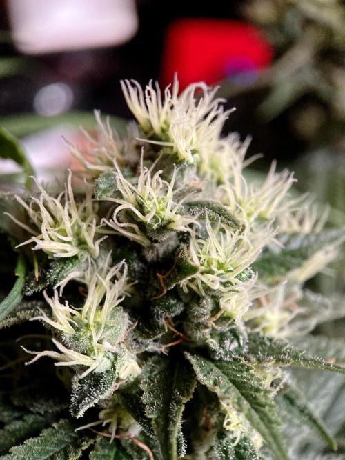 3M 🍁 NL x Thai. Week 12