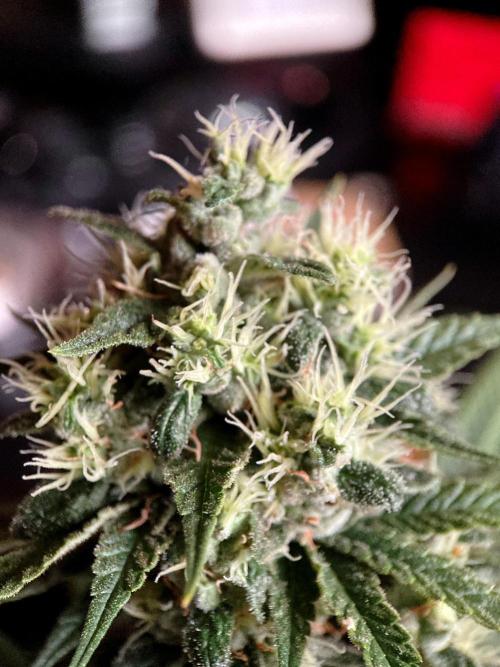 3M 🍁 NL x Thai. Week 12