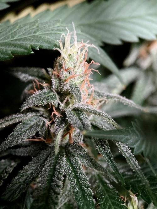 3M 🍁 NL x Thai. Week 12