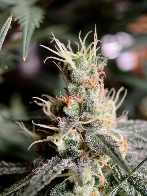 3M 🍁 NL x Thai. Week 12
