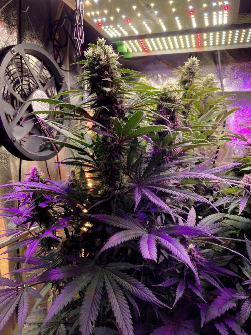 3M 🍁 NL x Thai. Week 12 - The corner