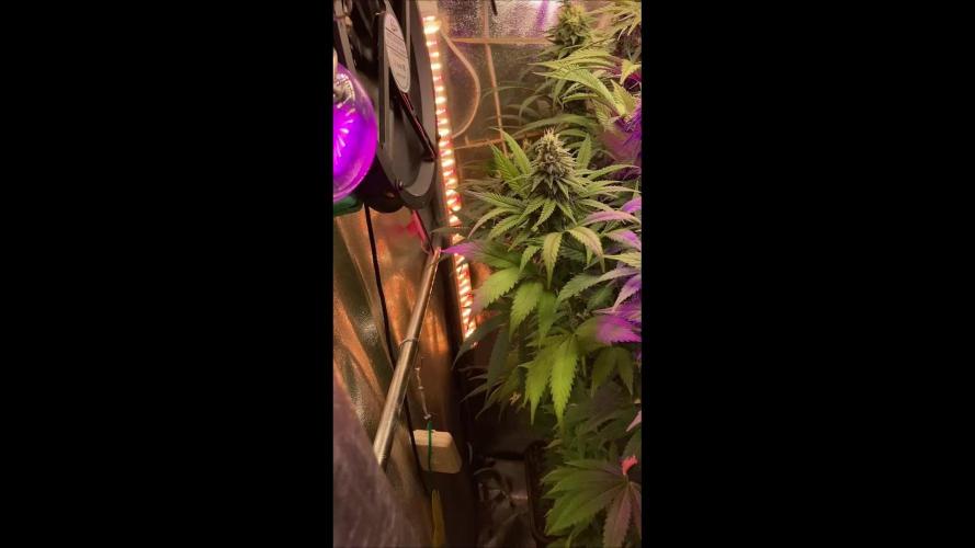 3M 🍁 NL x Thai