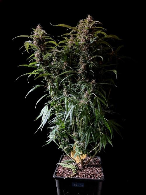 3M ❌ Tangie x Brazil. Week 15