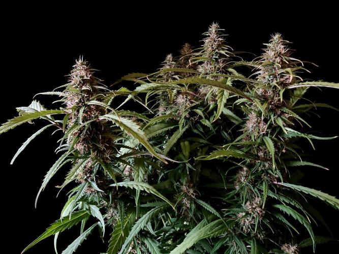 3M ❌ Tangie x Brazil. Week 15