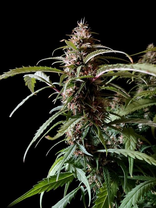 3M ❌ Tangie x Brazil. Week 15