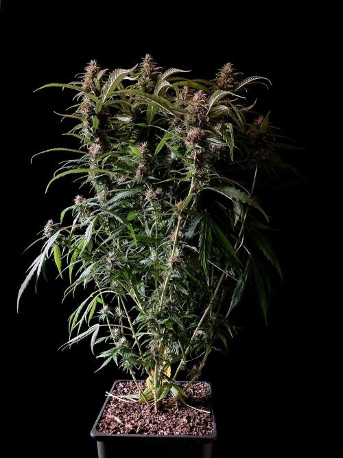 3M ❌ Tangie x Brazil. Week 15