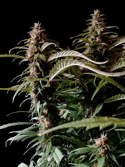 3M ❌ Tangie x Brazil. Week 15