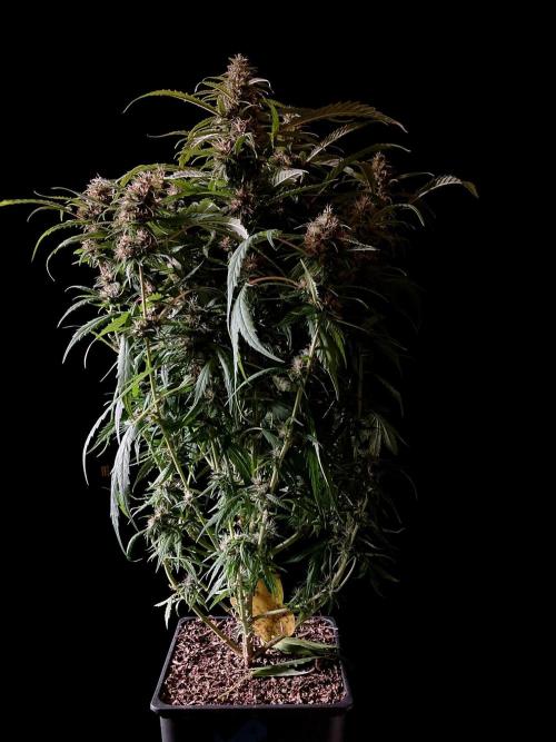 3M ❌ Tangie x Brazil. Week 15