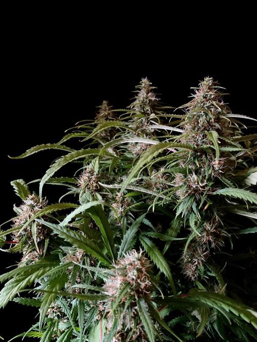 3M ❌ Tangie x Brazil. Week 15