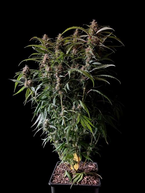 3M ❌ Tangie x Brazil. Week 15