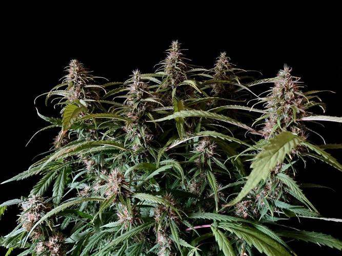 3M ❌ Tangie x Brazil. Week 15