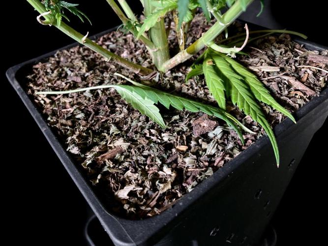 3M ❌ Tangie x Brazil. Week 15