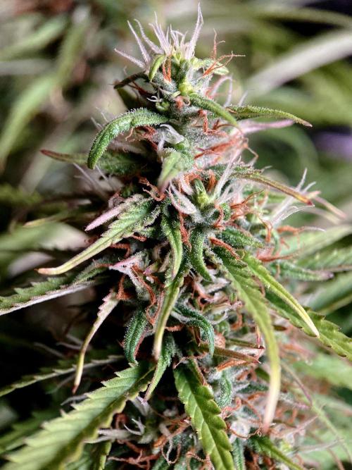 3M ❌ Tangie x Brazil. Week 15
