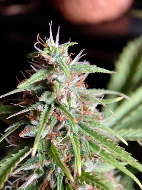 3M ❌ Tangie x Brazil. Week 15