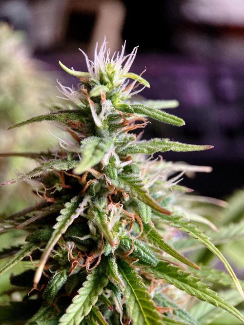 3M ❌ Tangie x Brazil. Week 15