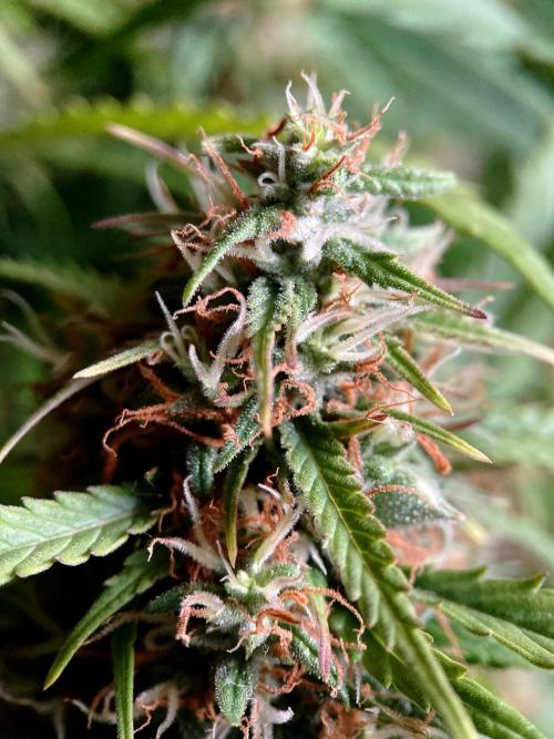 3M ❌ Tangie x Brazil. Week 15