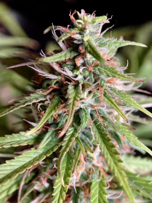 3M ❌ Tangie x Brazil. Week 15