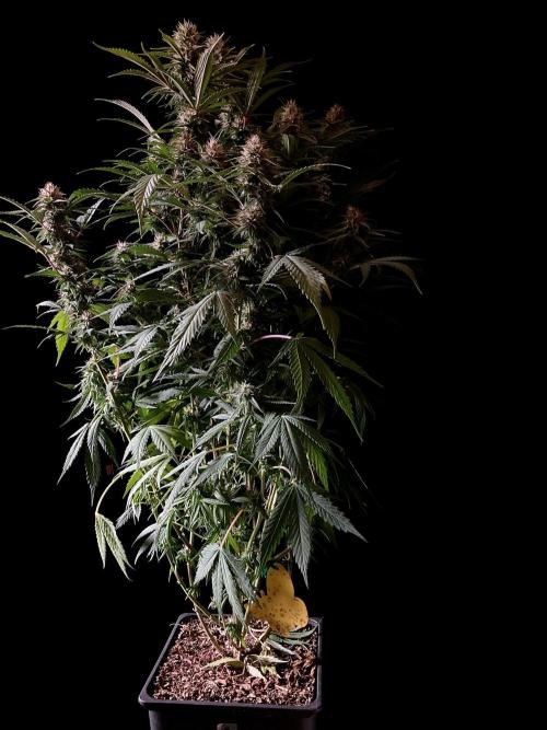 3M 👩 Runtz x Brazil. Week 15