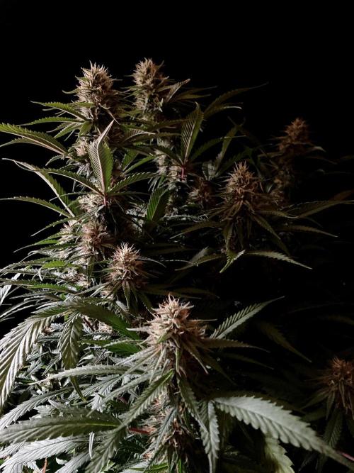 3M 👩 Runtz x Brazil. Week 15