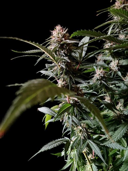 3M 👩 Runtz x Brazil. Week 15