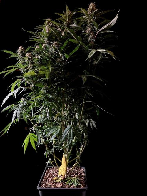 3M 👩 Runtz x Brazil. Week 15