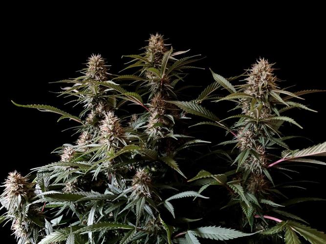 3M 👩 Runtz x Brazil. Week 15