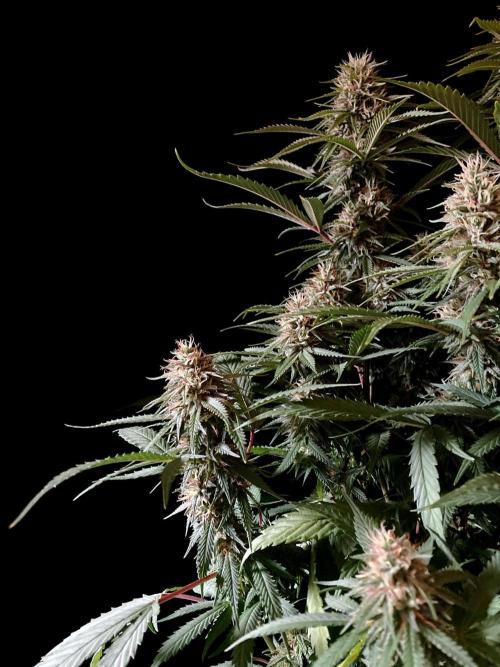 3M 👩 Runtz x Brazil. Week 15