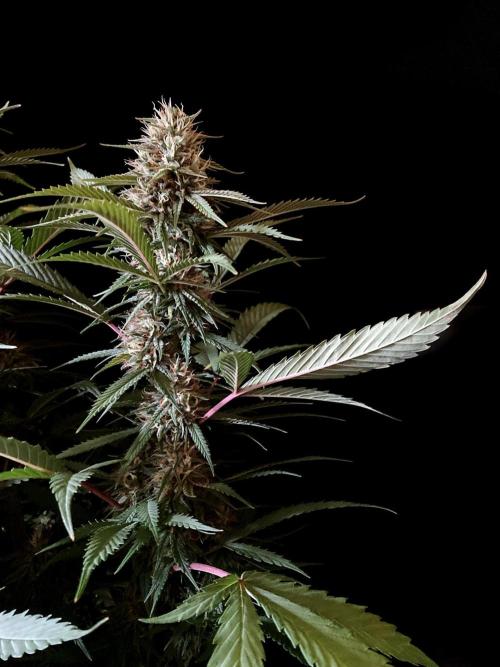 3M 👩 Runtz x Brazil. Week 15
