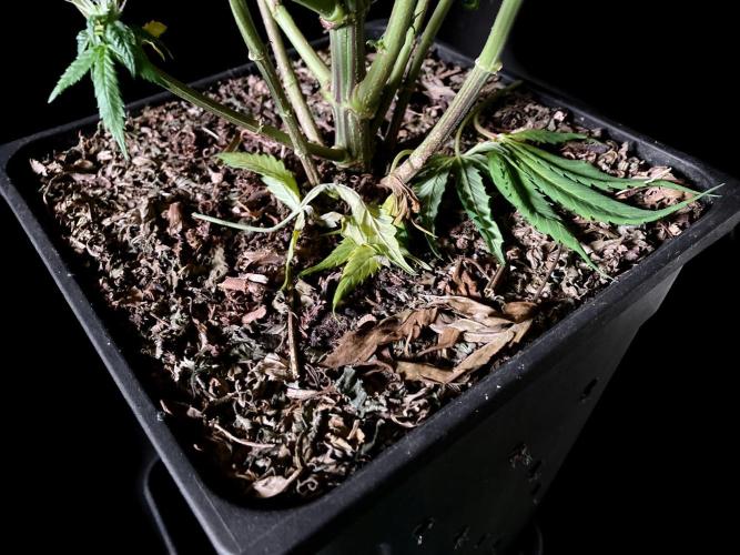 3M 👩 Runtz x Brazil. Week 15