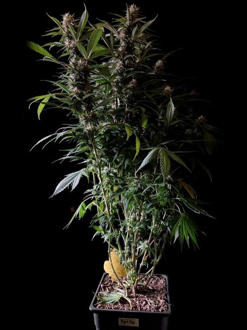 3M 👩 Runtz x Brazil. Week 15