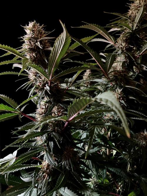 3M 👩 Runtz x Brazil. Week 15
