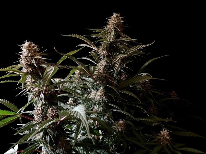 3M 👩 Runtz x Brazil. Week 15