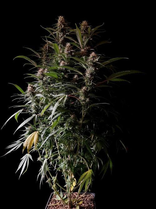 3M 👩 Runtz x Brazil. Week 15