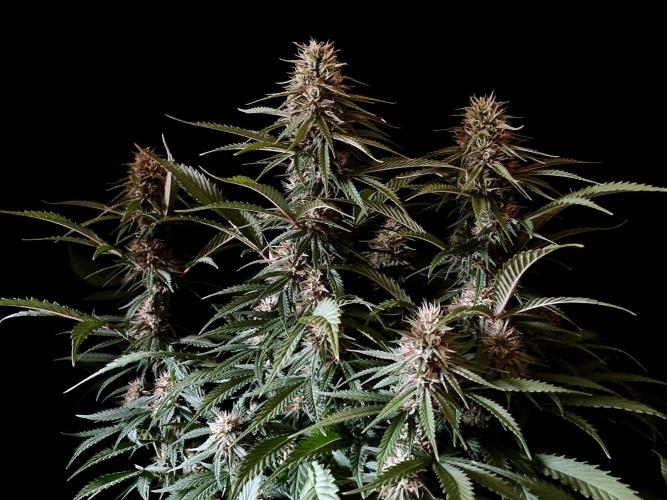 3M 👩 Runtz x Brazil. Week 15