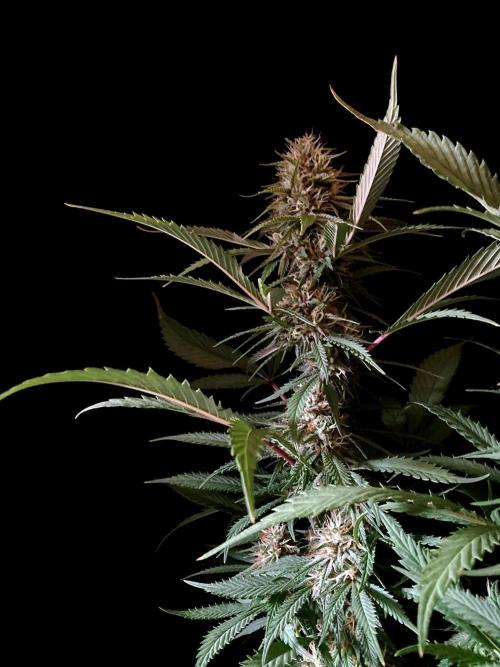 3M 👩 Runtz x Brazil. Week 15