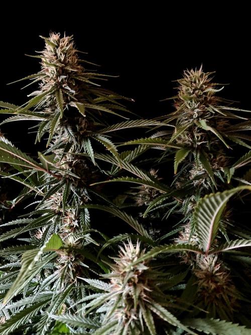 3M 👩 Runtz x Brazil. Week 15