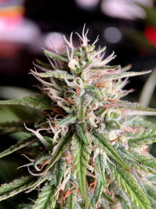 3M 👩 Runtz x Brazil. Week 15