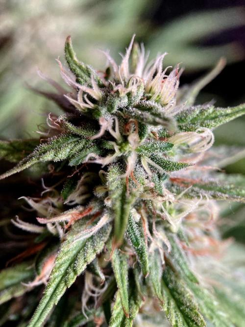 3M 👩 Runtz x Brazil. Week 15