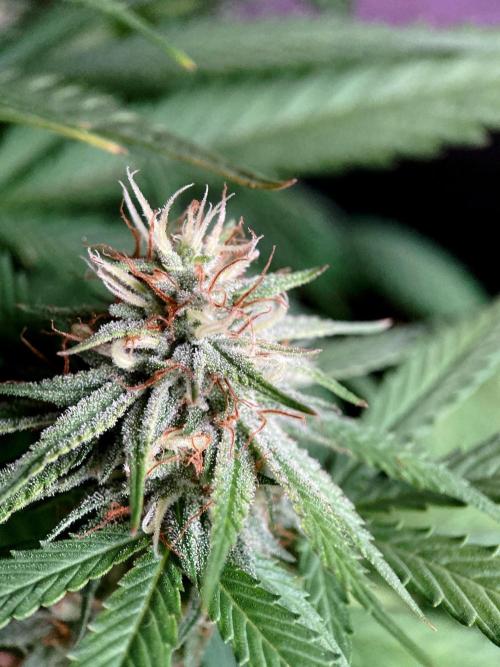 3M 👩 Runtz x Brazil. Week 15