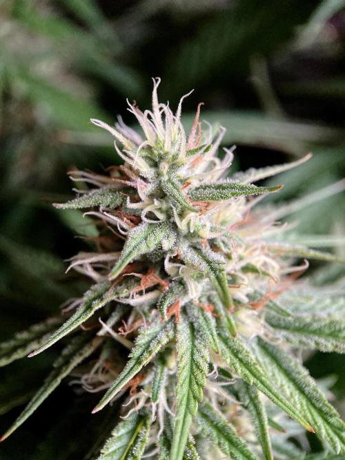 3M 👩 Runtz x Brazil. Week 15