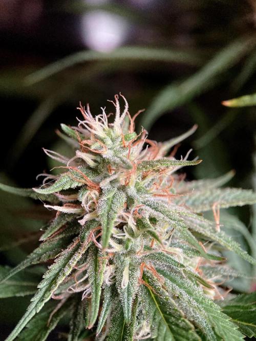 3M 👩 Runtz x Brazil. Week 15