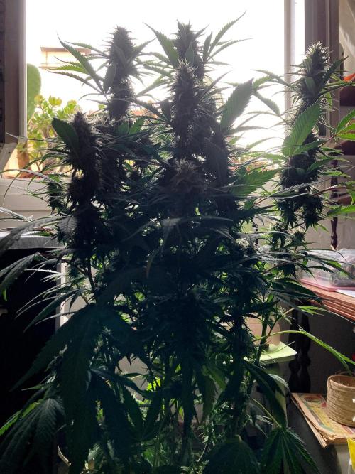 3M 👩 Runtz x Brazil. Week 15