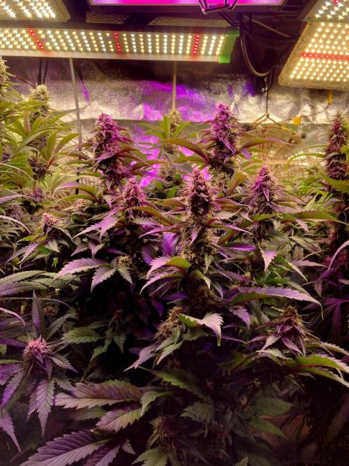 3M 👩 Runtz x Brazil. Week 15