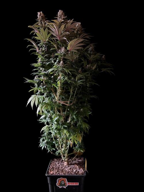 3M 🌮 Mexican Rush. Week 15