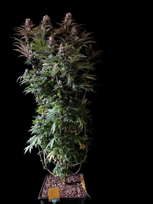 3M 🌮 Mexican Rush. Week 15